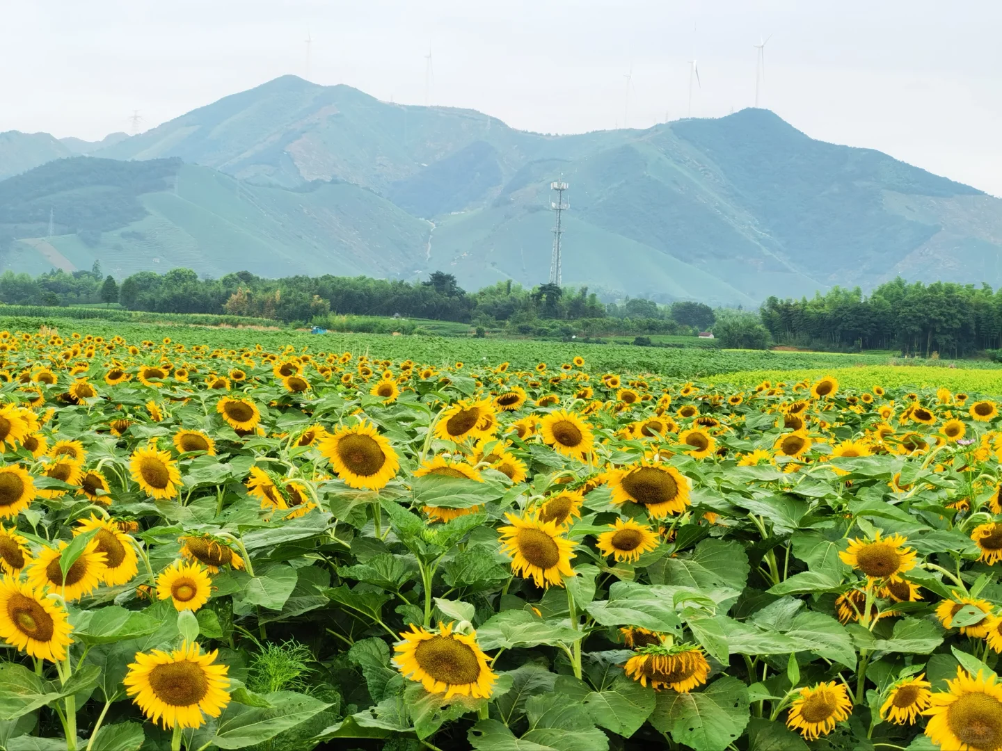 如何开发农村旅游资源？