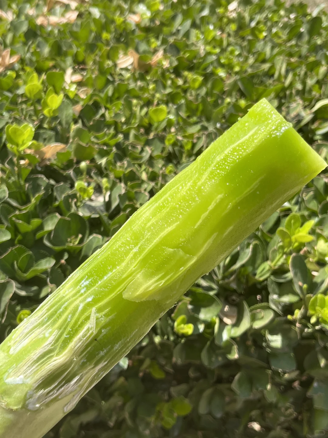 翠绿的莴笋真想让人啃一口！！