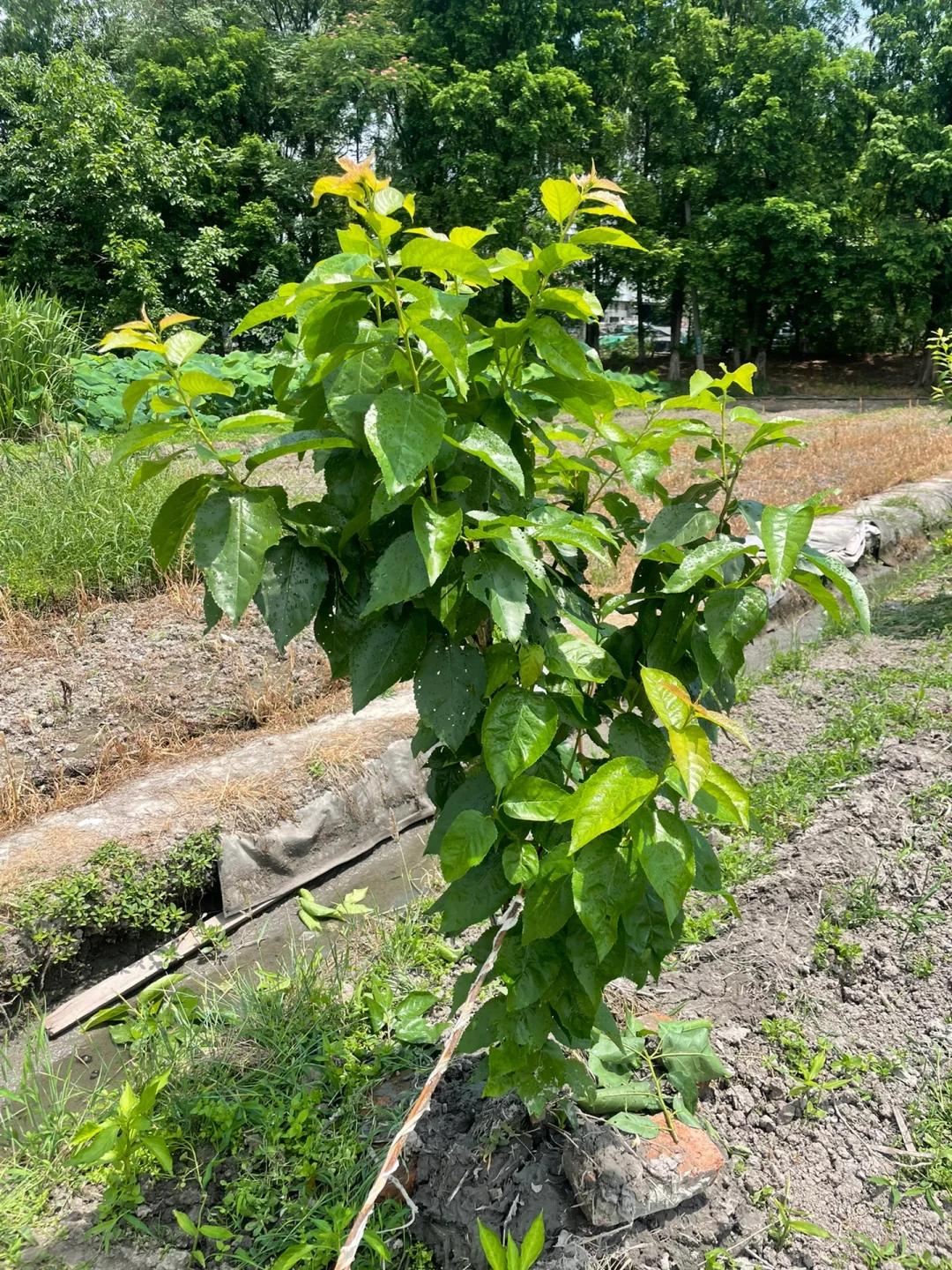去年冬天买的果树苗都长大了