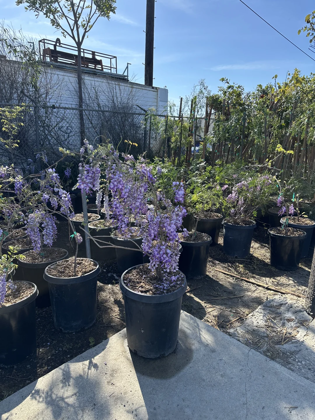 发现一个很好的苗圃