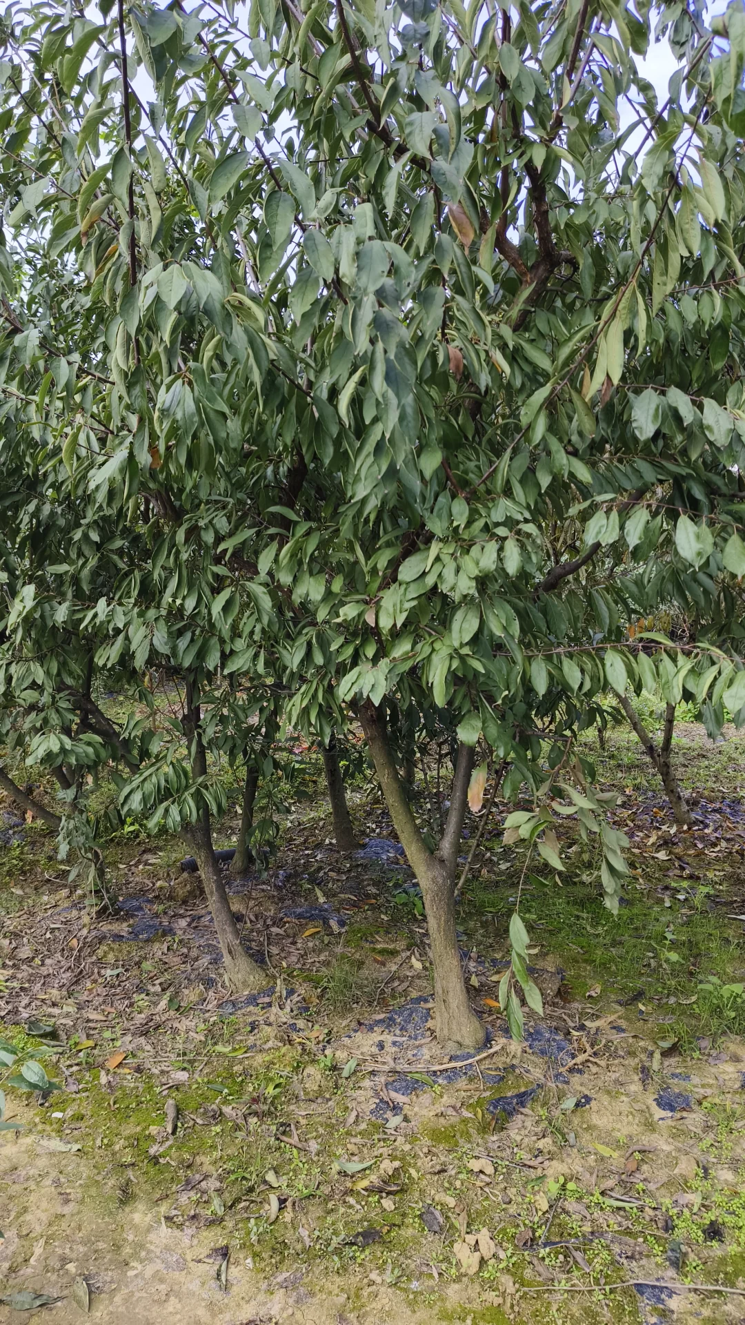 提供各种新品种果树苗总有一种适合您