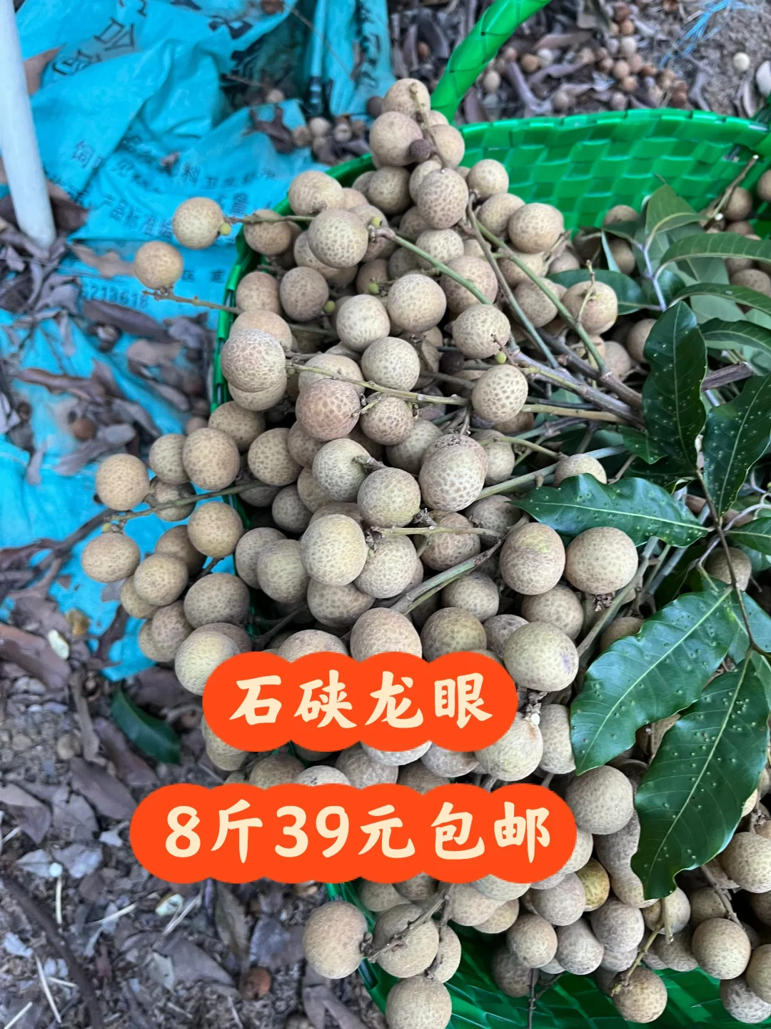 农家有机肥种植的龙眼，只卖4块多一斤还包邮