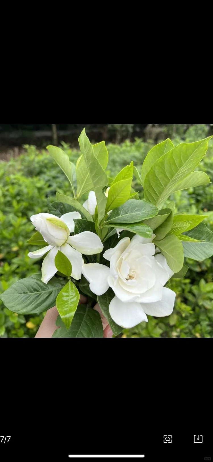 成都苗木基地 本地草花灌木批发，可施工