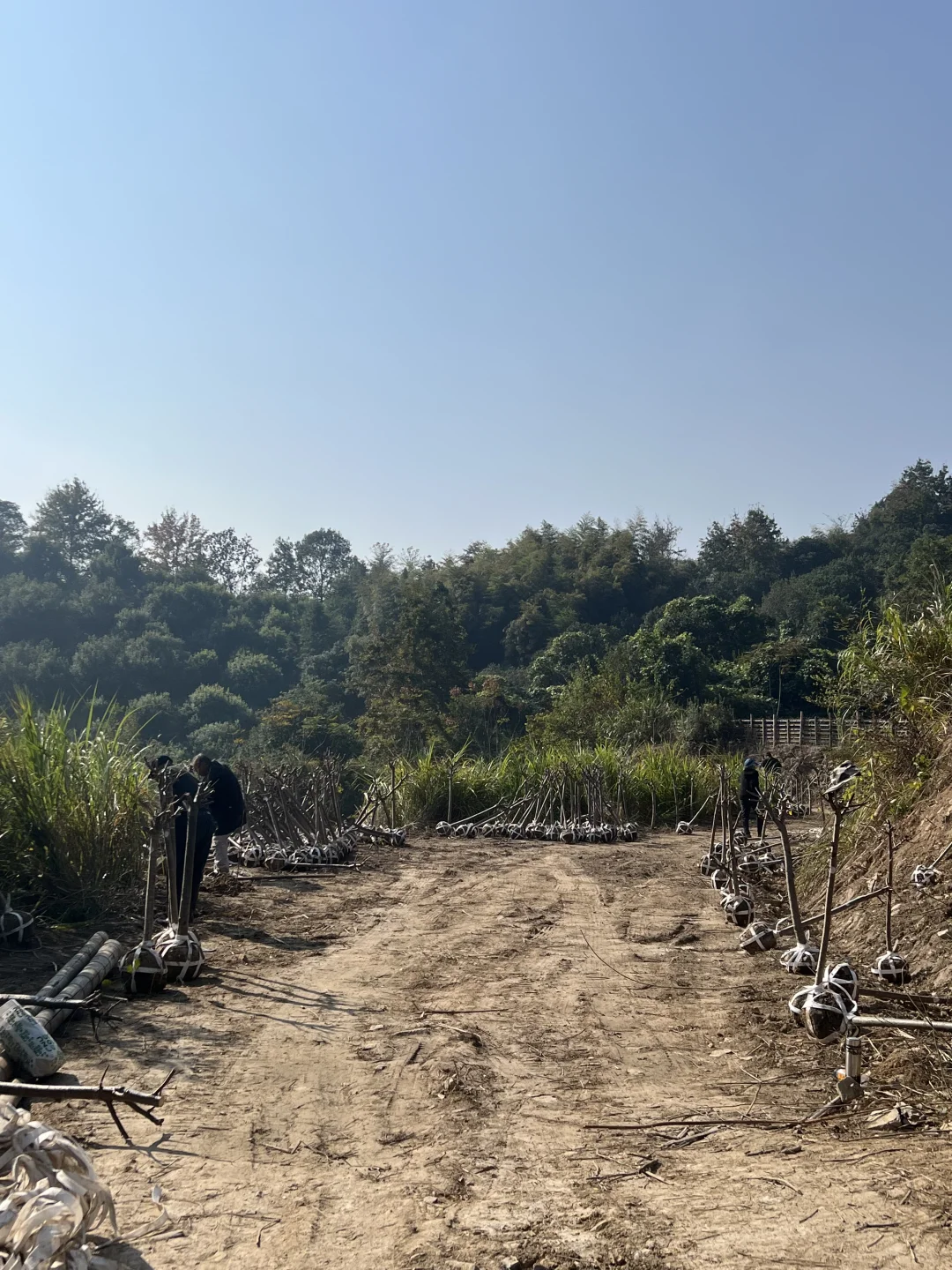 两百株樱花苗木进场