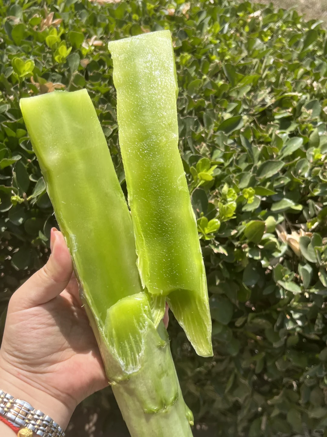 翠绿的莴笋真想让人啃一口！！