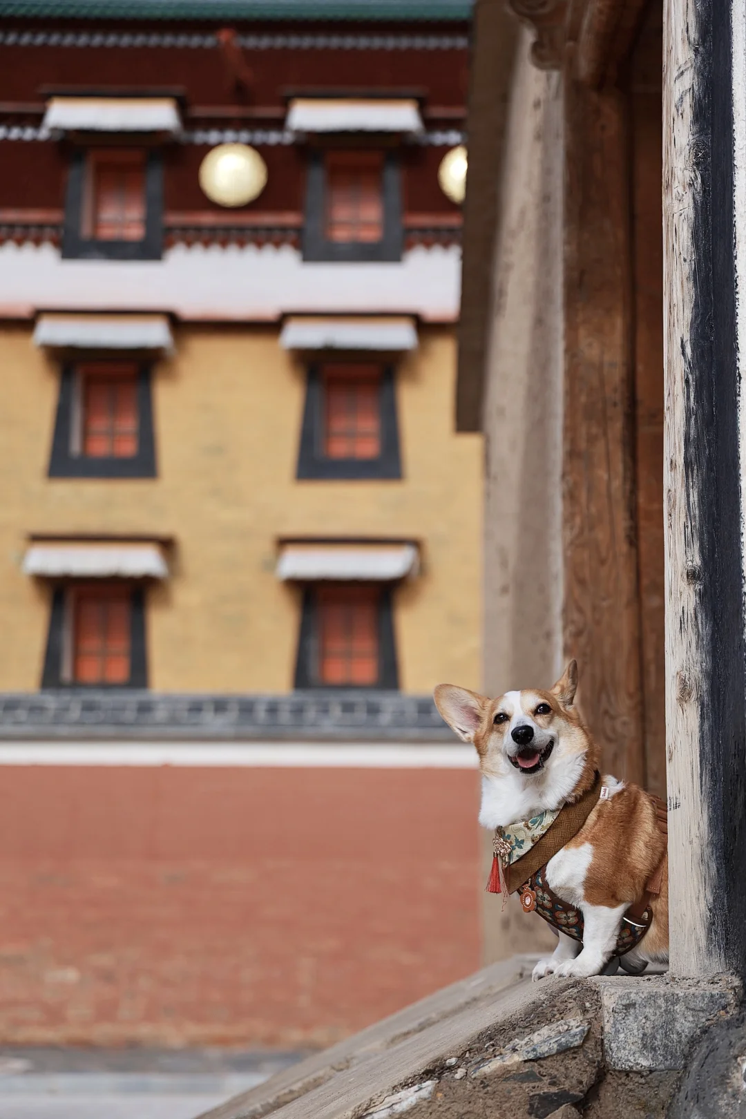 天津出发~带狗自驾甘南-拉卜楞寺