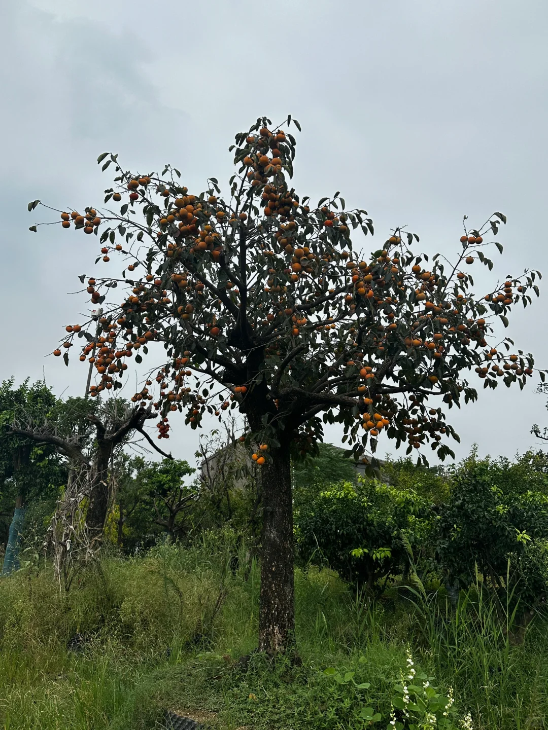 挑了一天柿子树