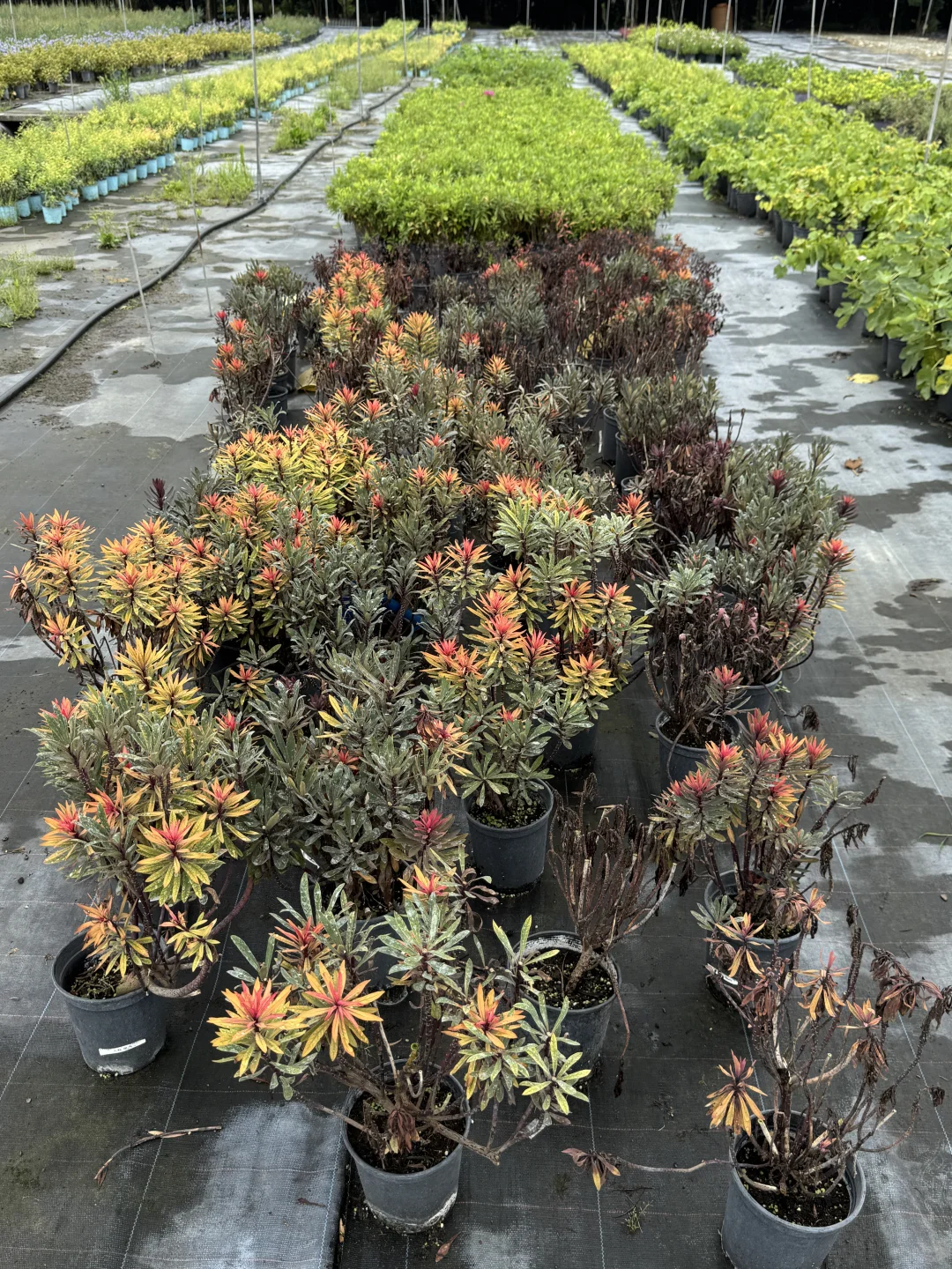 今天去了苗圃基地，是真的便宜