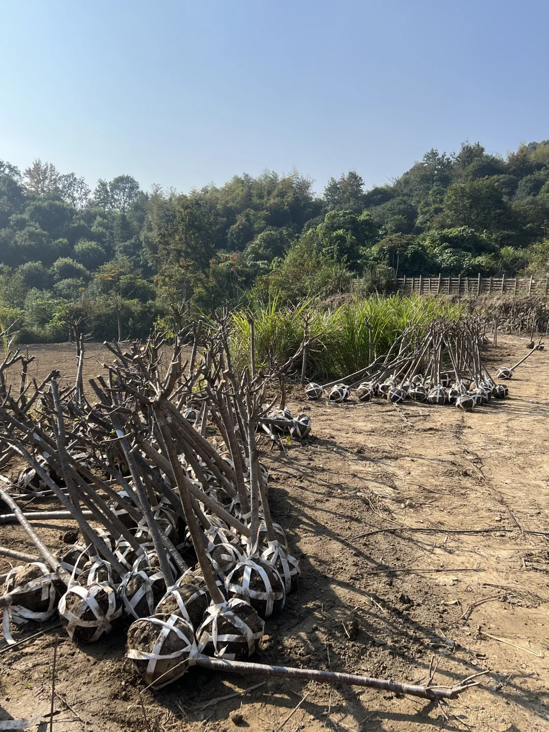 两百株樱花苗木进场