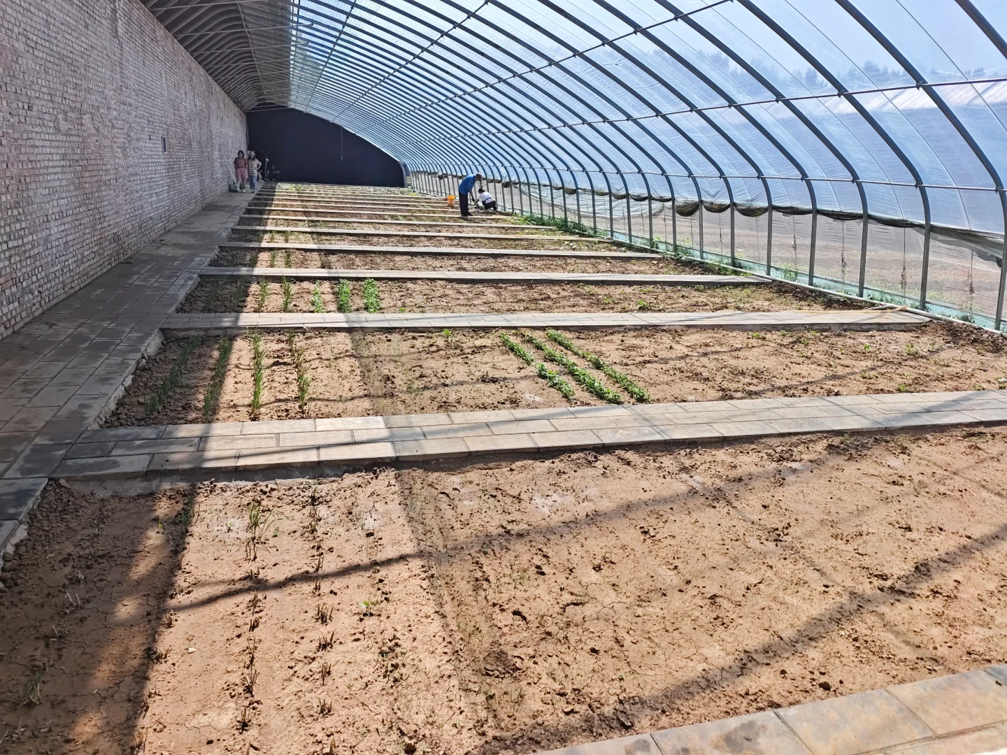 新农人如何让六亩地月入十万