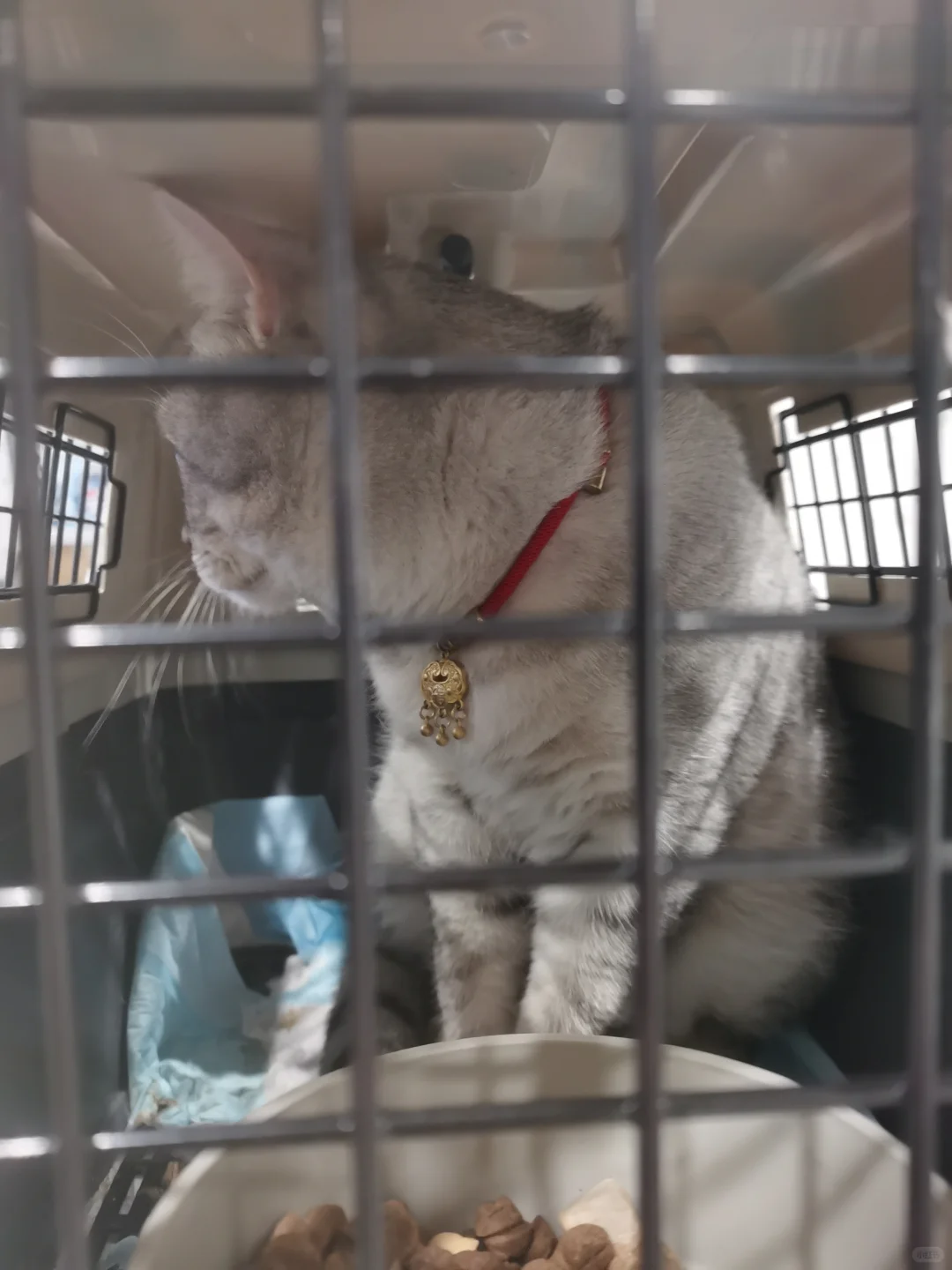 猫猫1500公里跨越保姆级攻略来咯！（1）