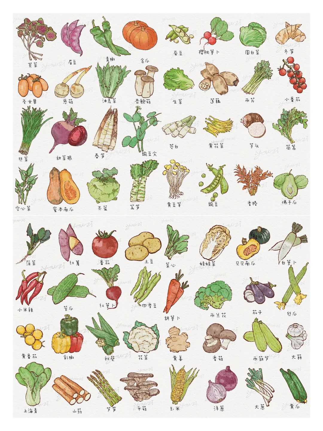 常见64种蔬菜插画大全｜爱吃蔬菜星人???