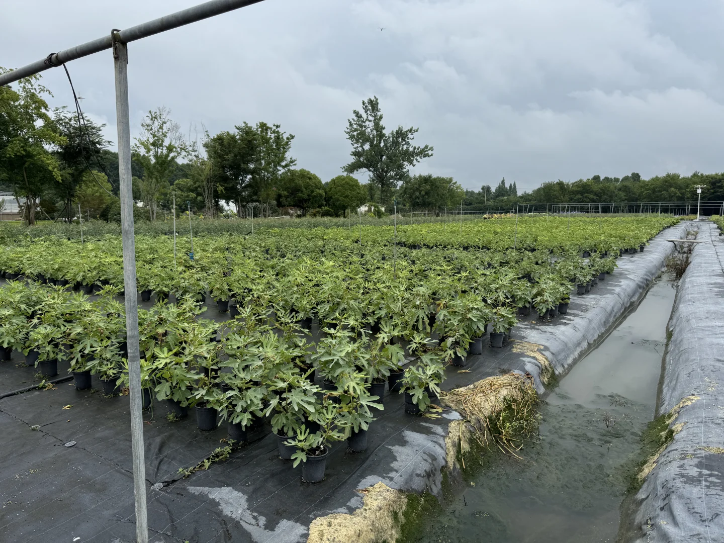 今天去了苗圃基地，是真的便宜