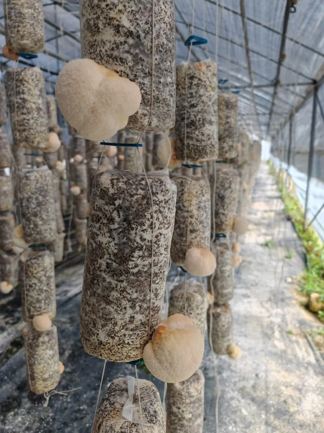 这些年种植菌类的心酸与苦辣,只有其中人懂