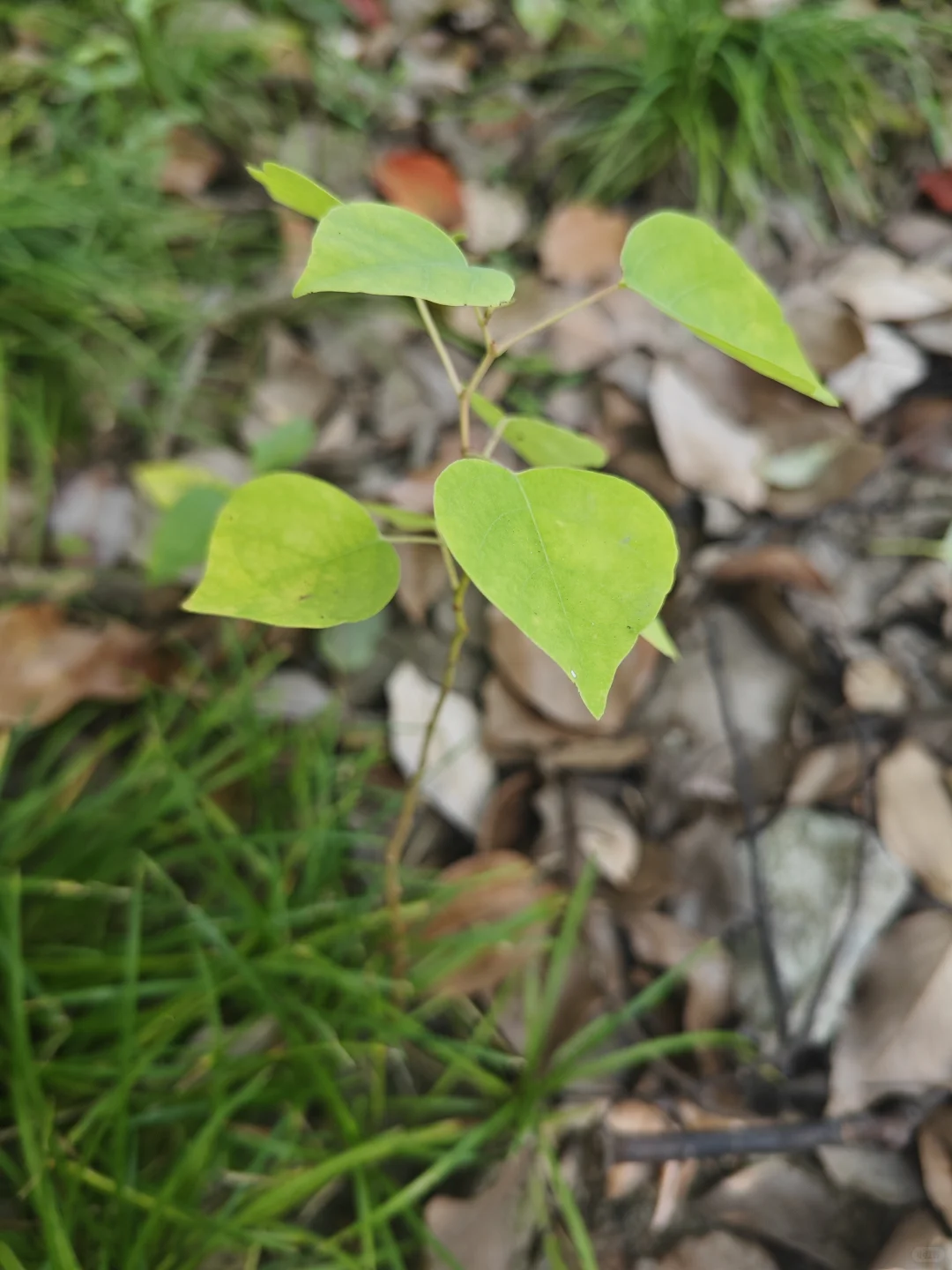 捡来的乌桕长大了