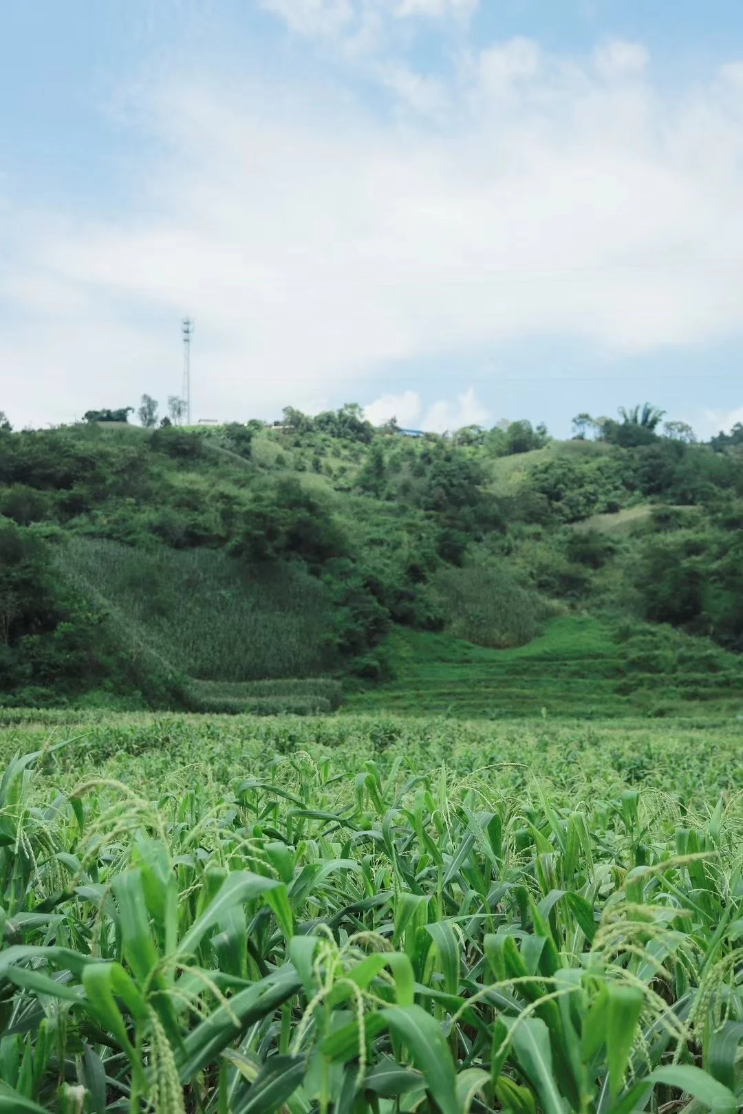 90后二胎宝妈，宁愿种玉米也不打工