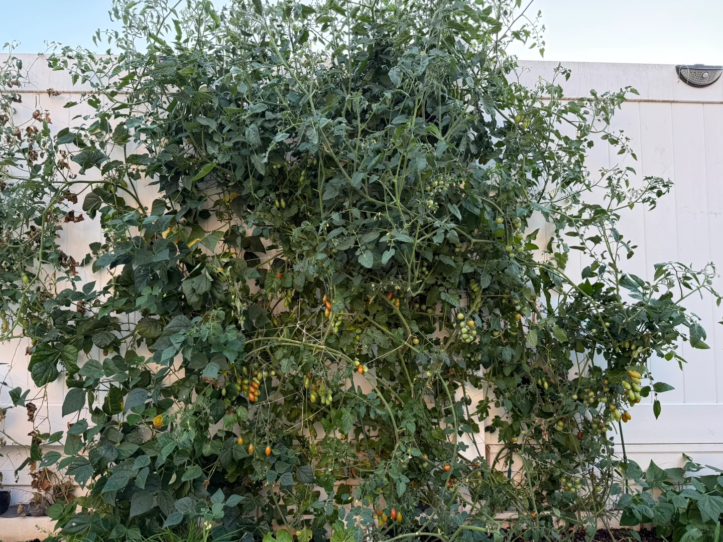 小小菜园 种满蔬果