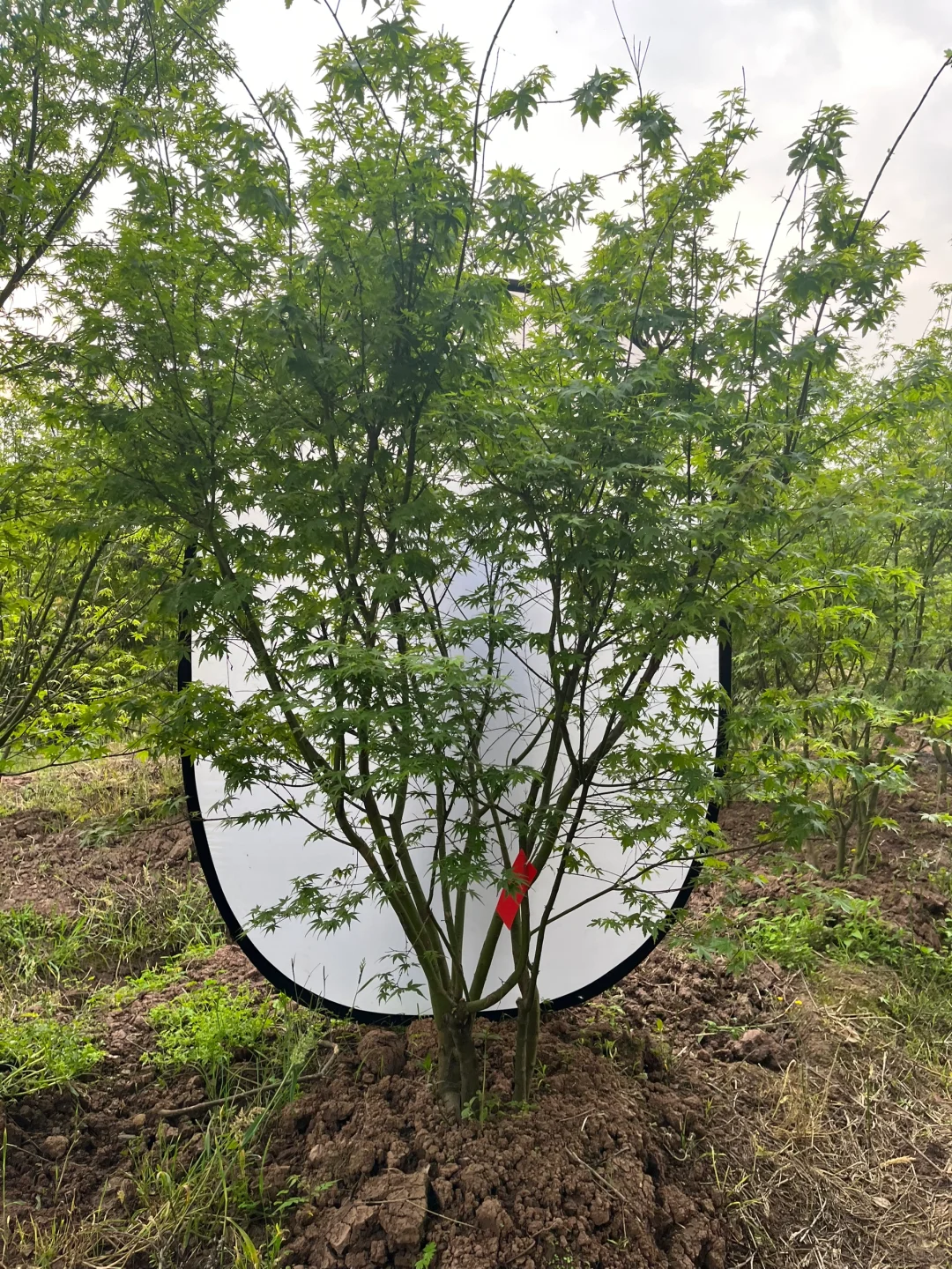 丛生鸡爪槭现状