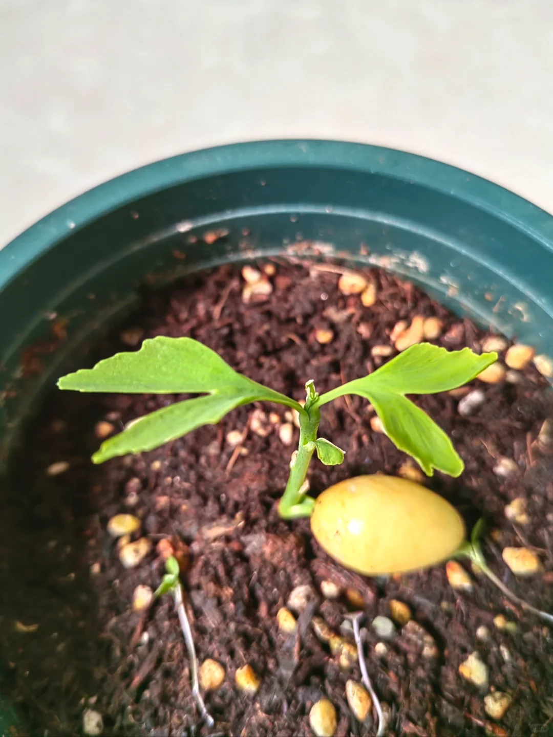 银杏种植教程｜从种子到树苗很简单?