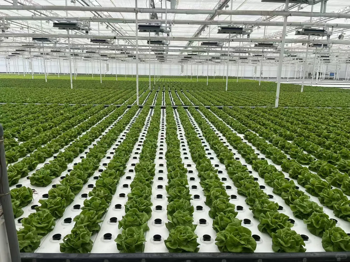 探秘杨凌智慧农业示范园 ??