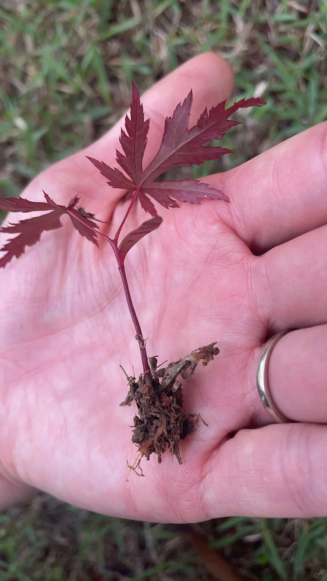 全网都在找枫树苗我还要找乌桕苗