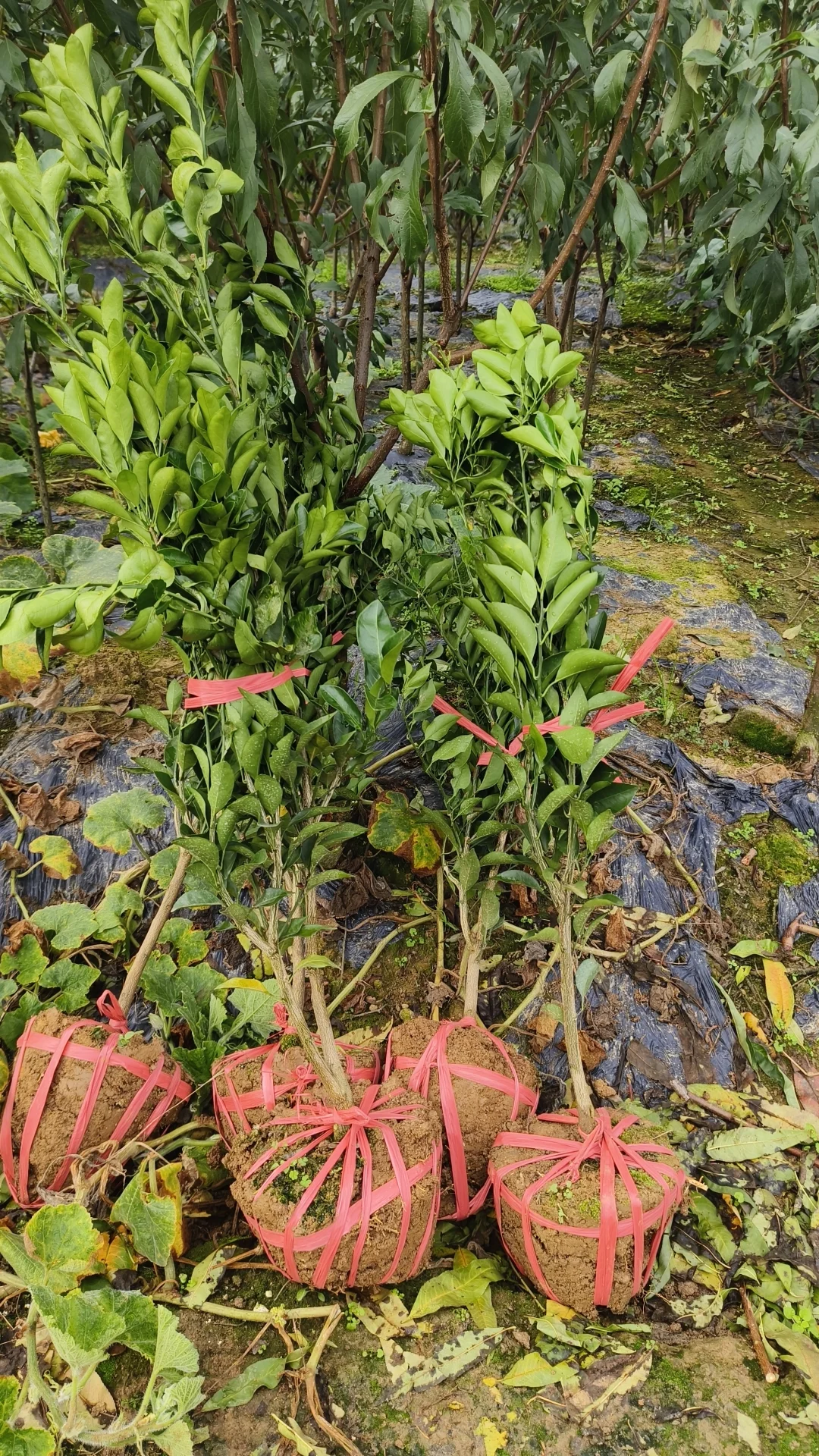 提供各种新品种果树苗总有一种适合您