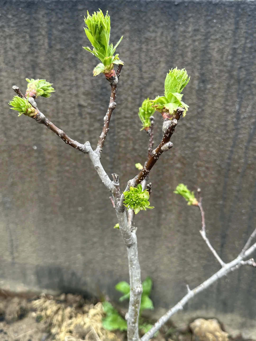 山楂树长这样吗？