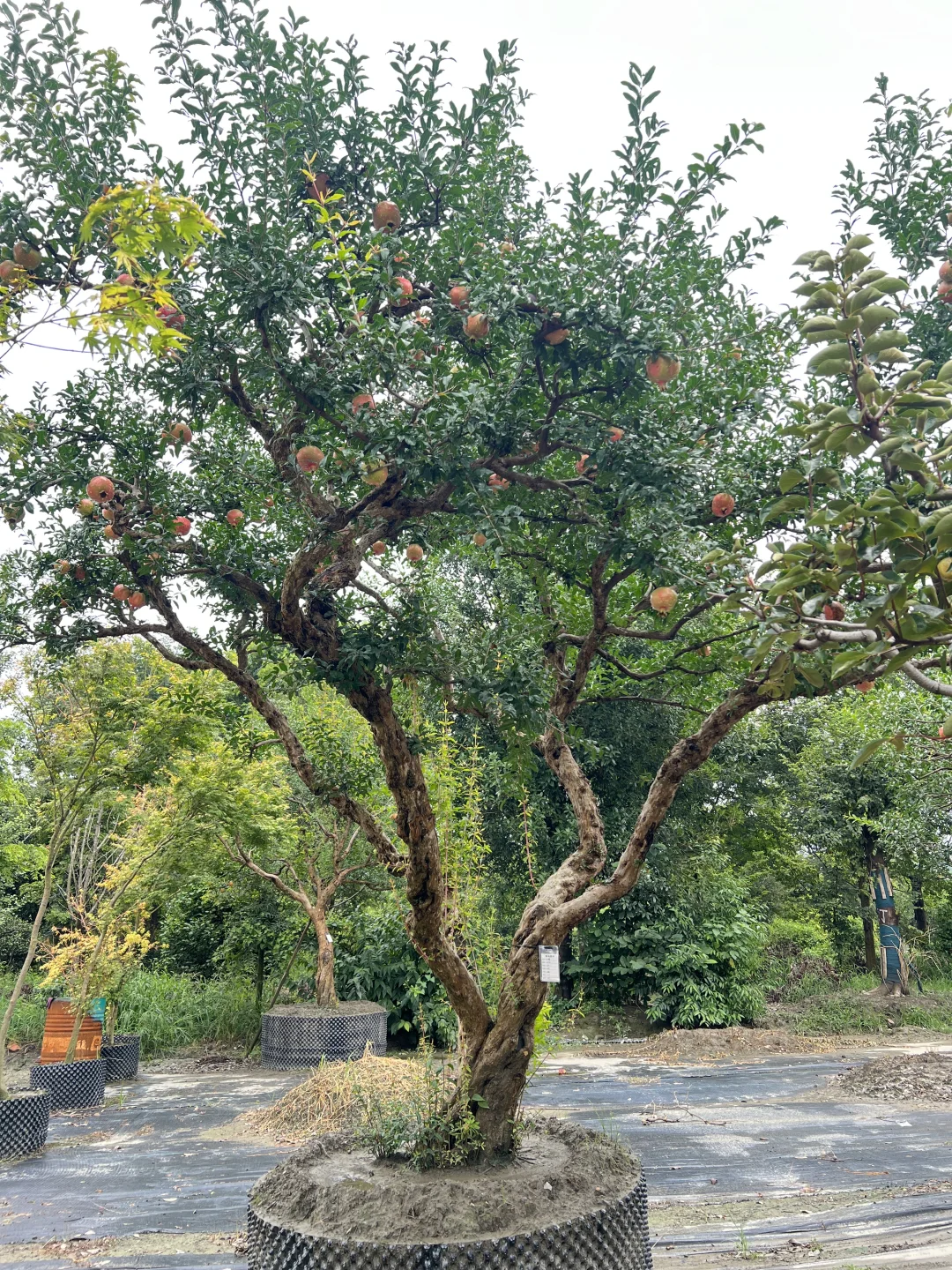 又到了吃石榴的季节了