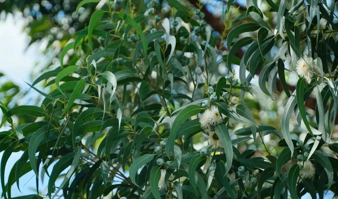 尤加利精油丨天然净化的绿色能量