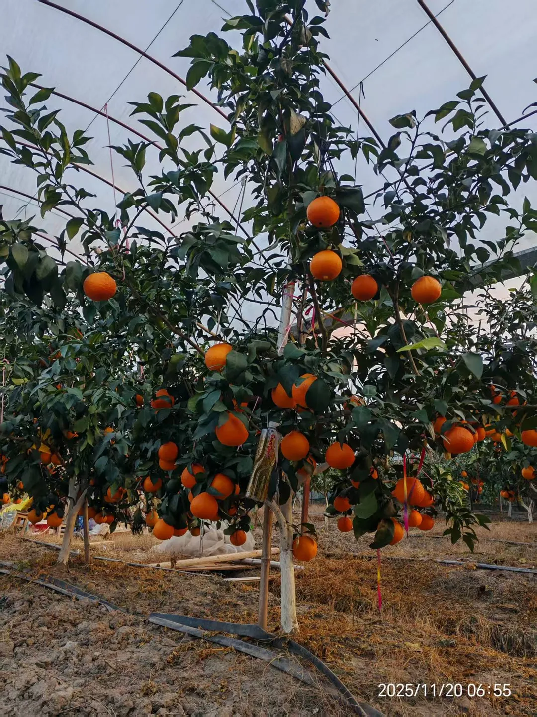 好吃的水果！！农村果园直发红美人?