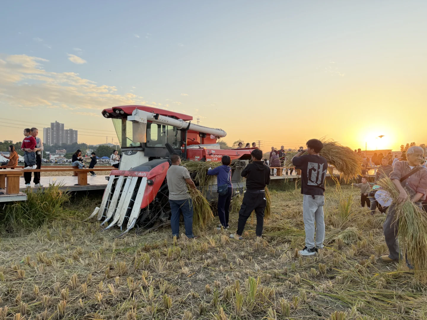 ? 晚稻割禾，又见久保田