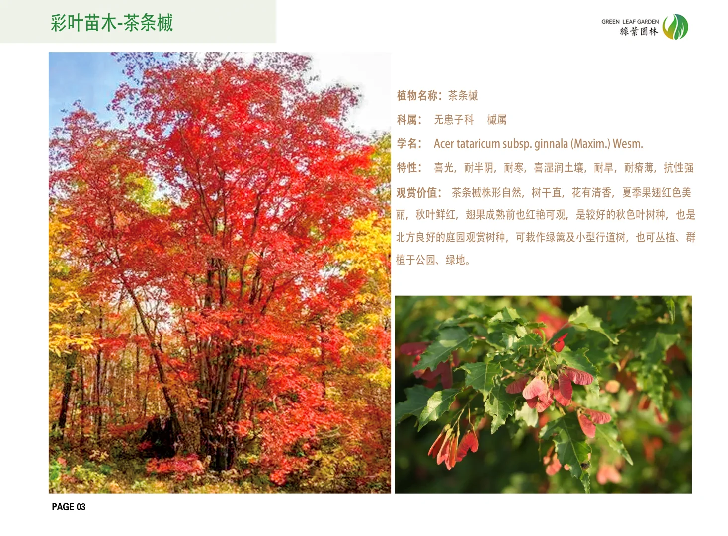 保定7000余亩大型苗木基地