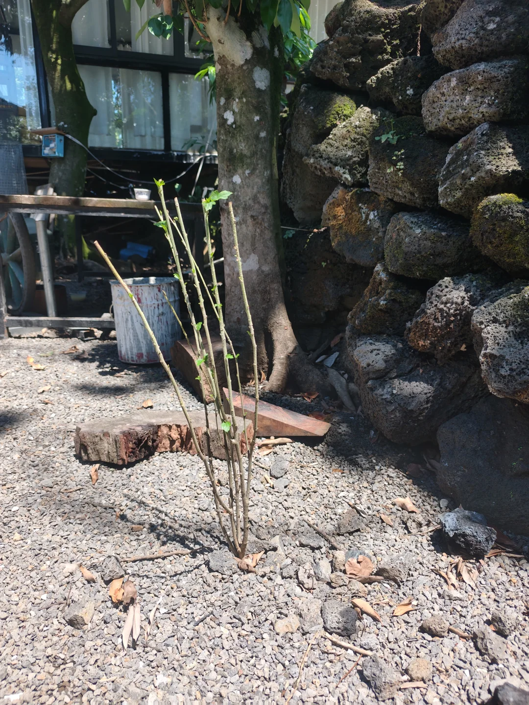 好气！新种的树苗又被小朋友拔断了