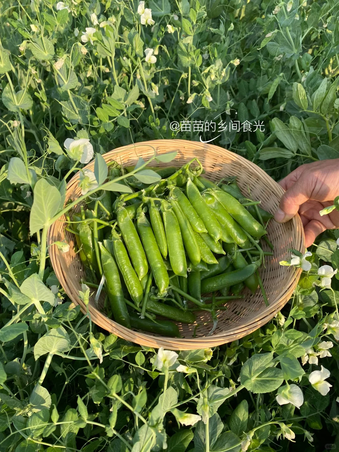 甜豌豆的季节到了，下饭菜第一名还是交给它！