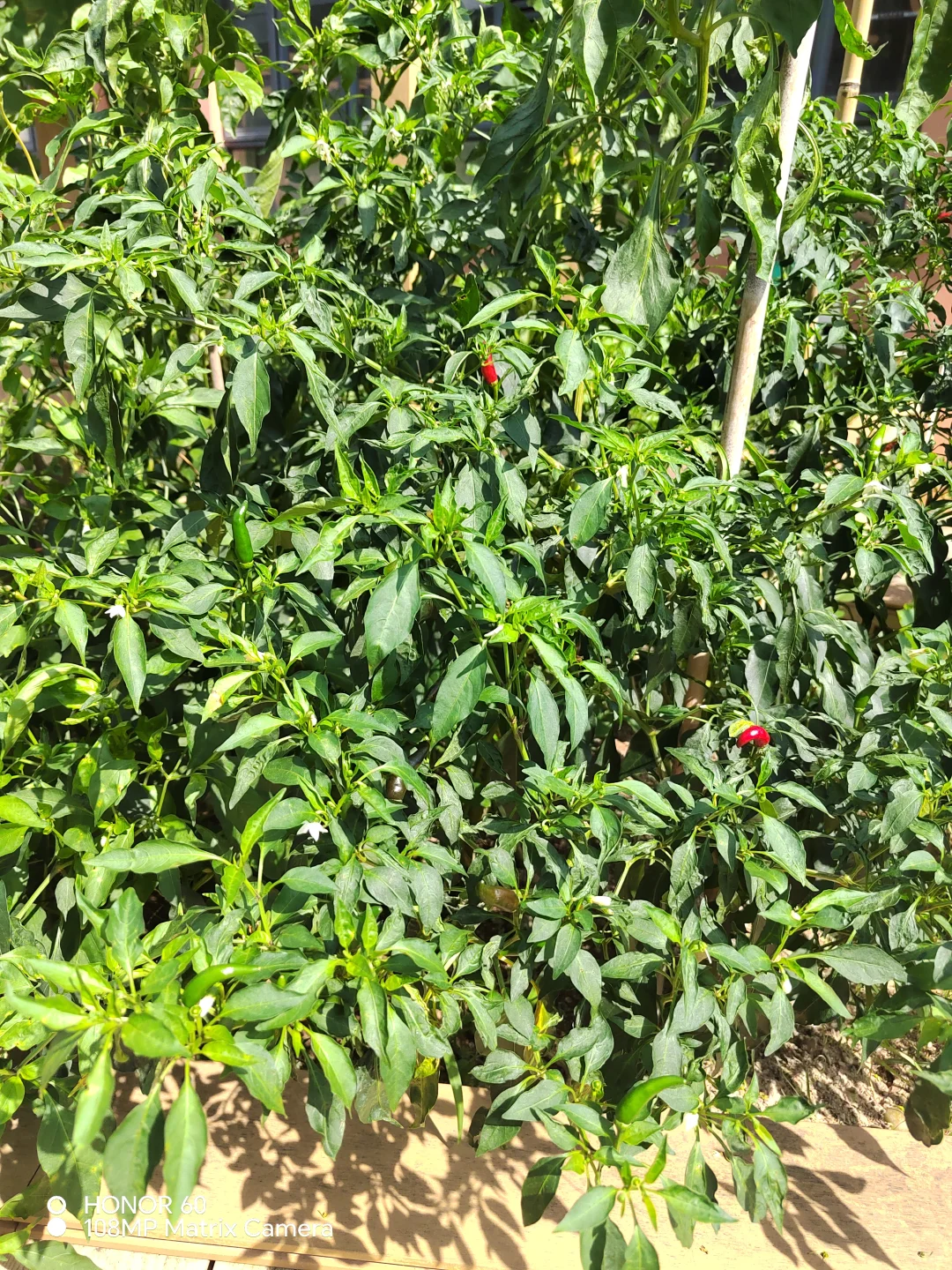 谁能百分百说出这些菜名？