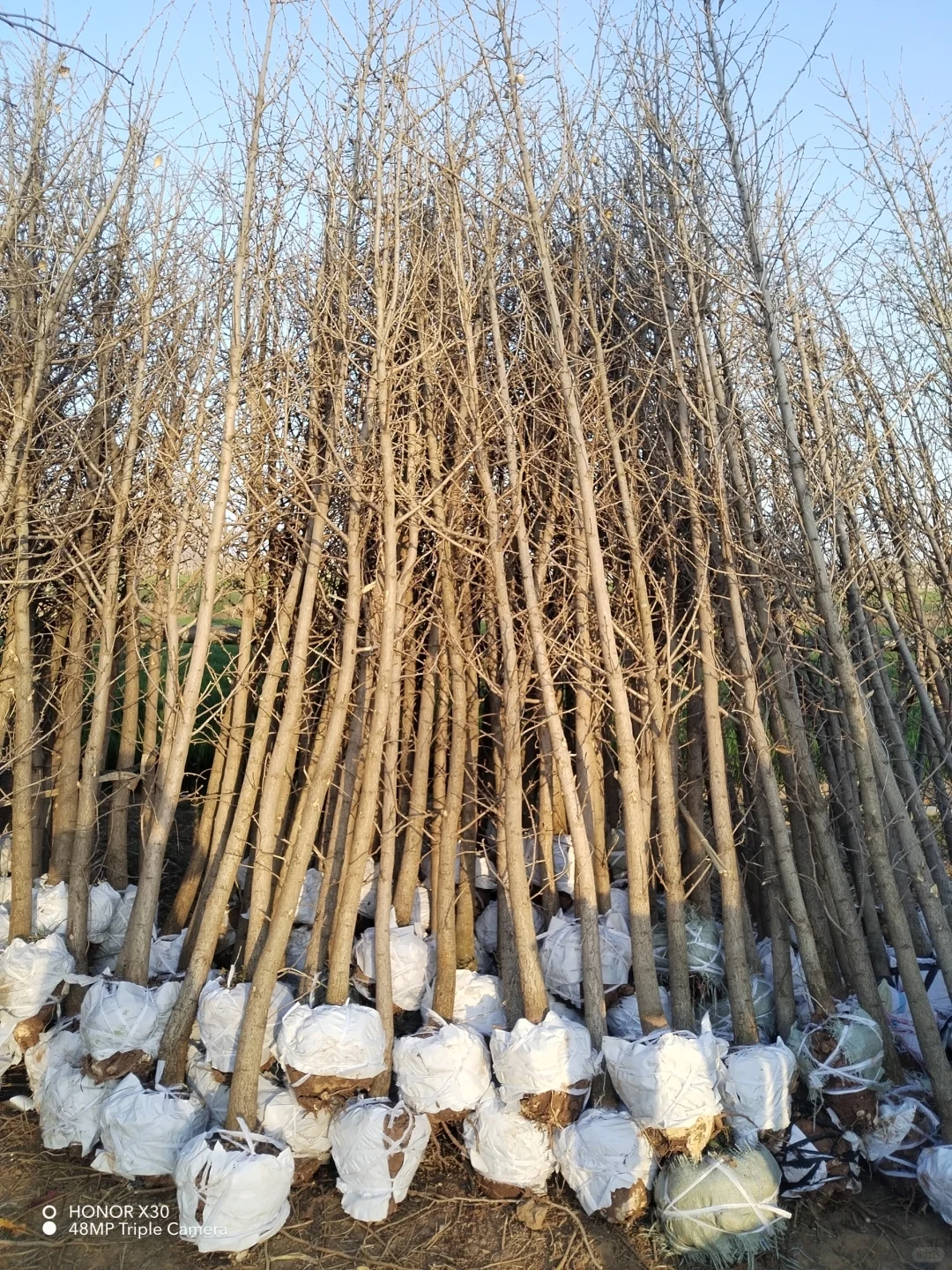 1--15公分银杏树