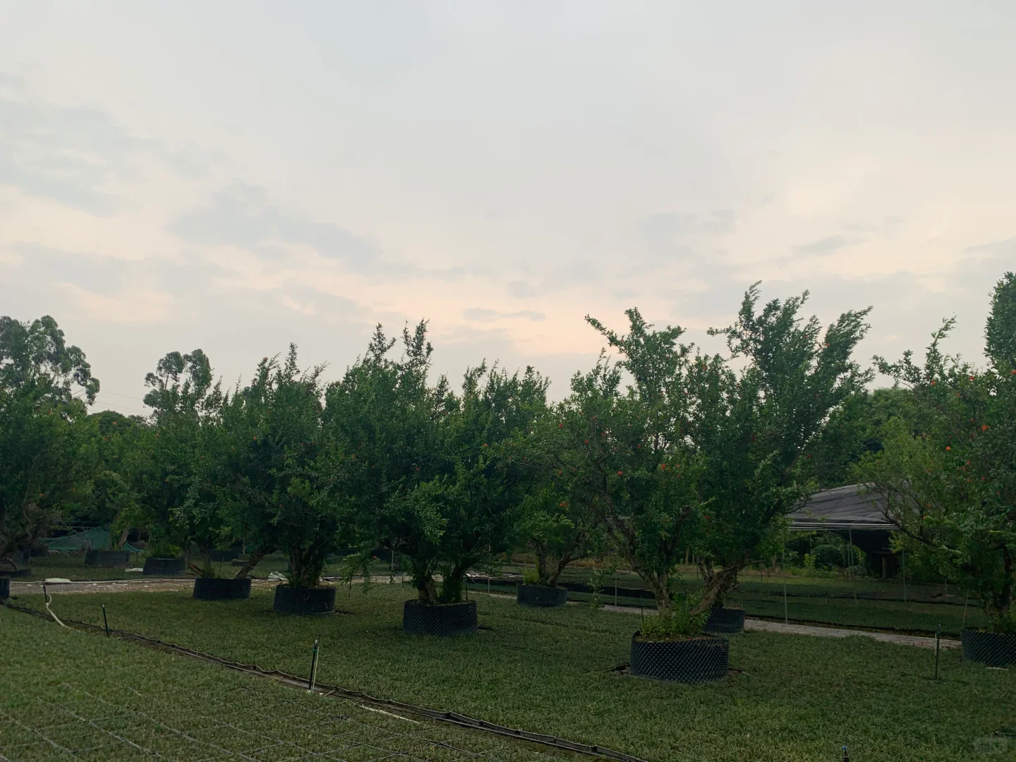 成都苗木基地 本地草花灌木批发，可施工