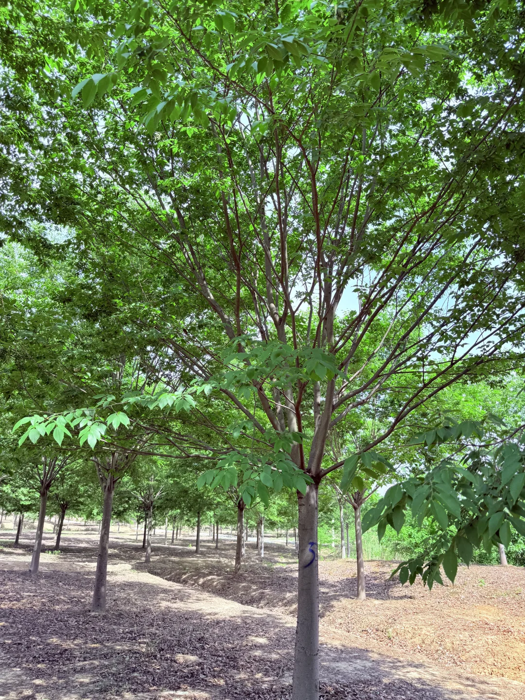 榉树我也有哦！