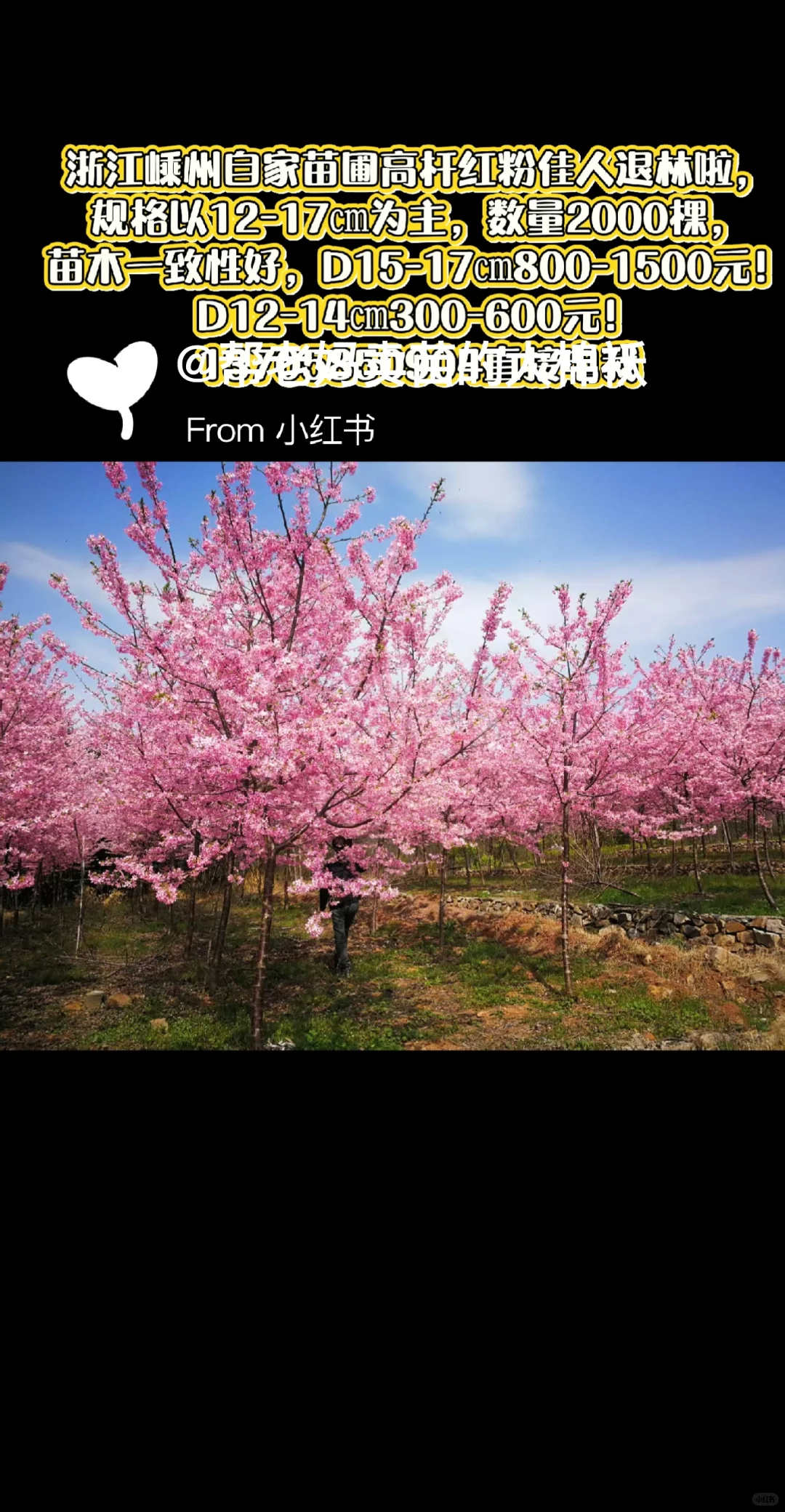 退林苗木捡漏！300-1500一颗上车价带走