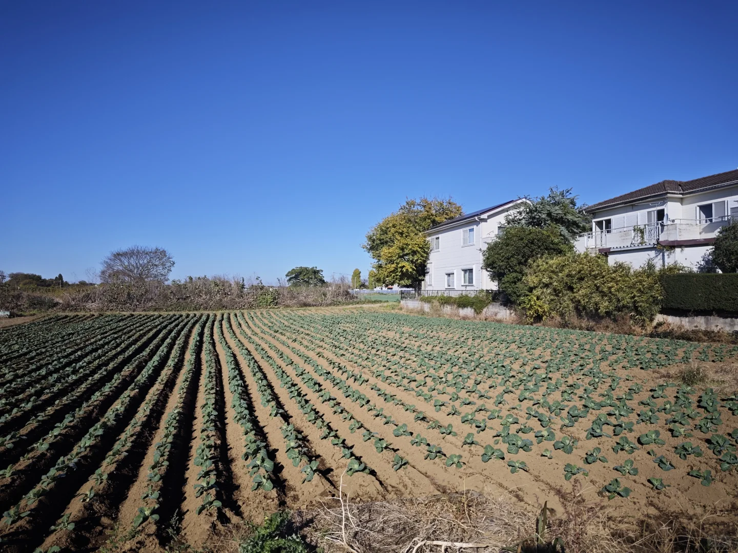 每周末从东京到千叶去自采蔬菜!