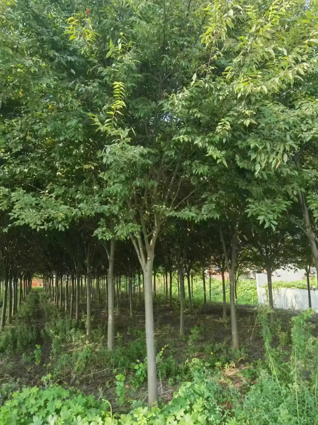 自家红榉树退林还耕急处理，价格实惠！