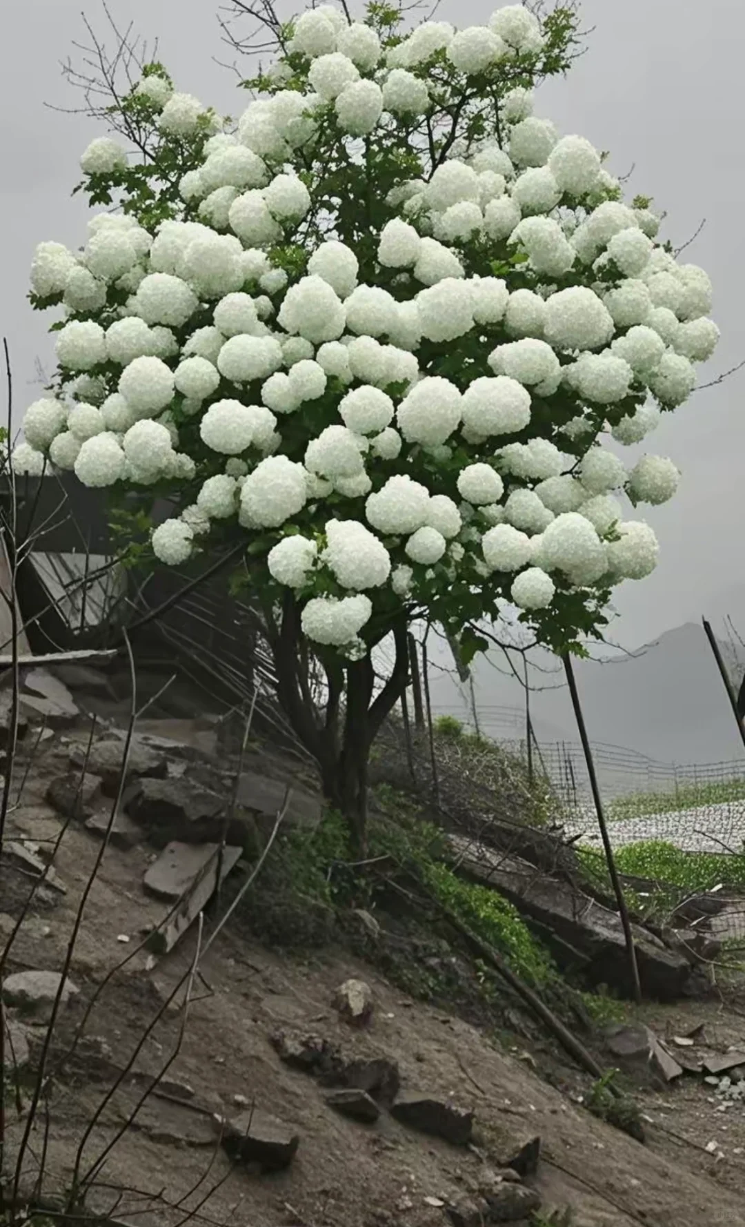 木绣球古树地景，最好的资源