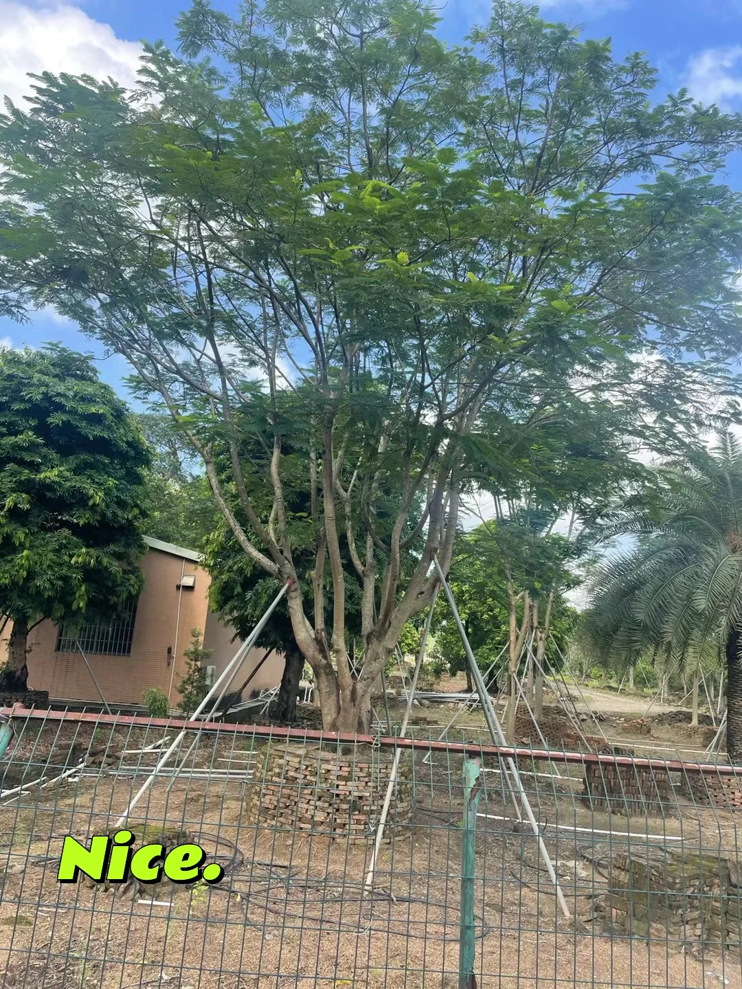 ?【中山园林树苗清仓大甩卖！捡漏速来！！！】