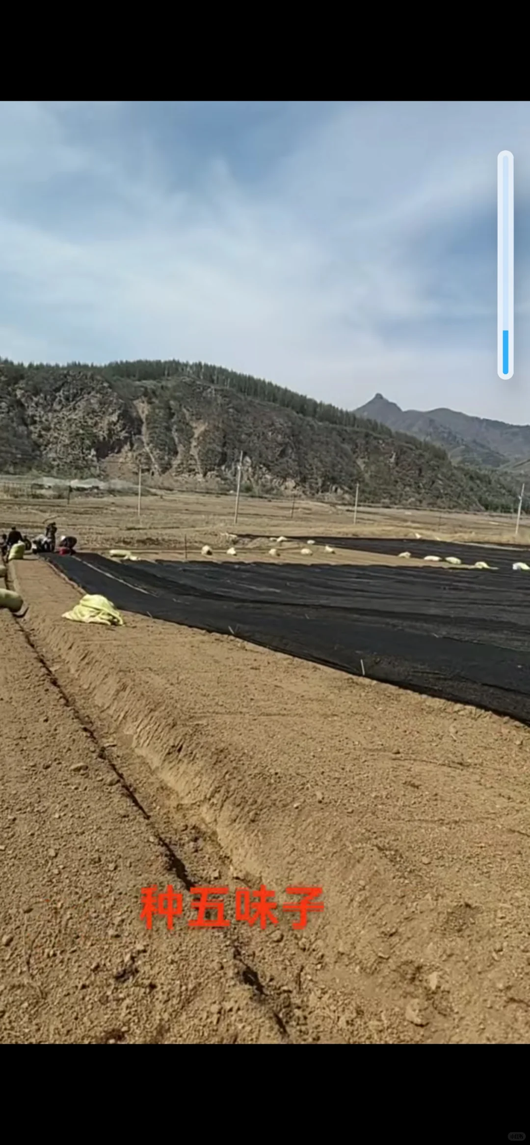 五味子基地继续育苗