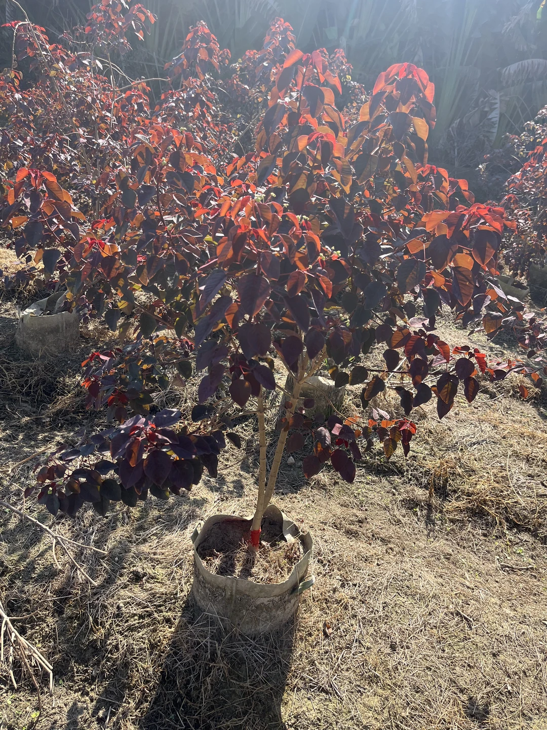 ?被这片“红叶宝藏”狠狠拿捏了！