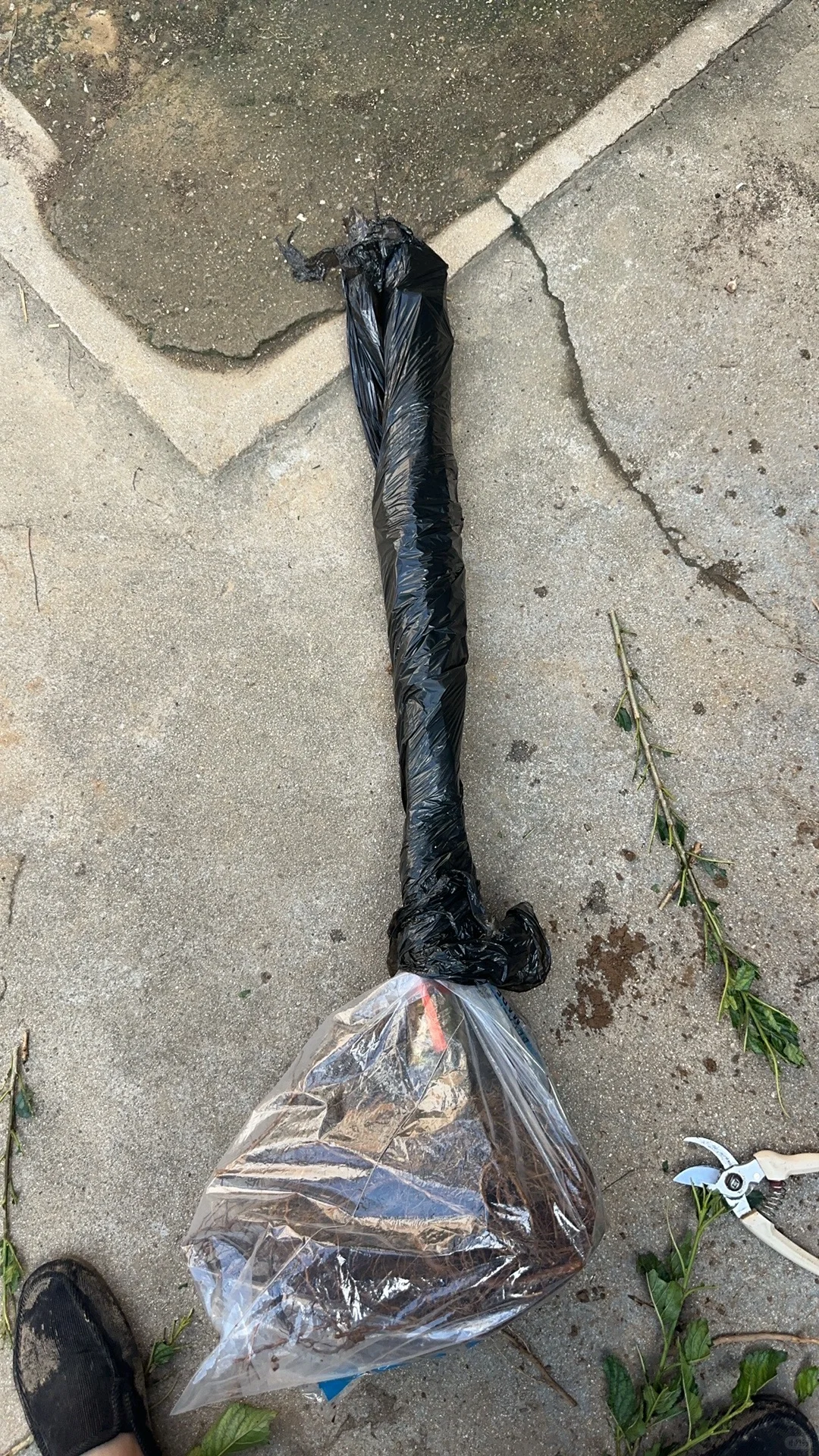 昨天发到国外5棵不同品种的小樱桃树。