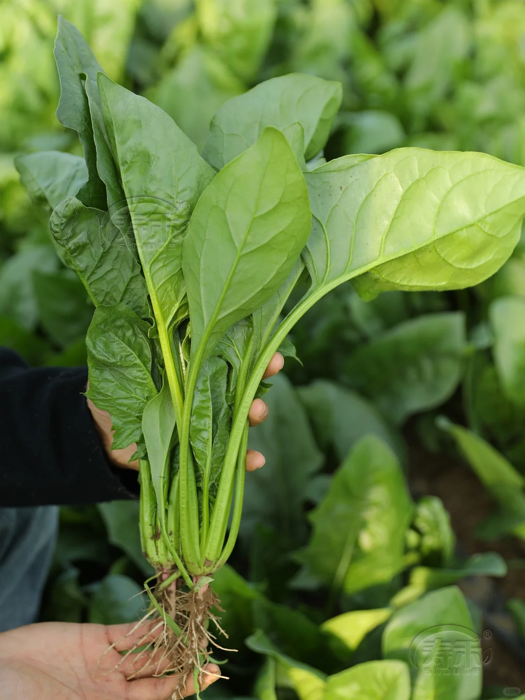 11月种这”越冬四宝”菜，阳台菜园绿意盎然