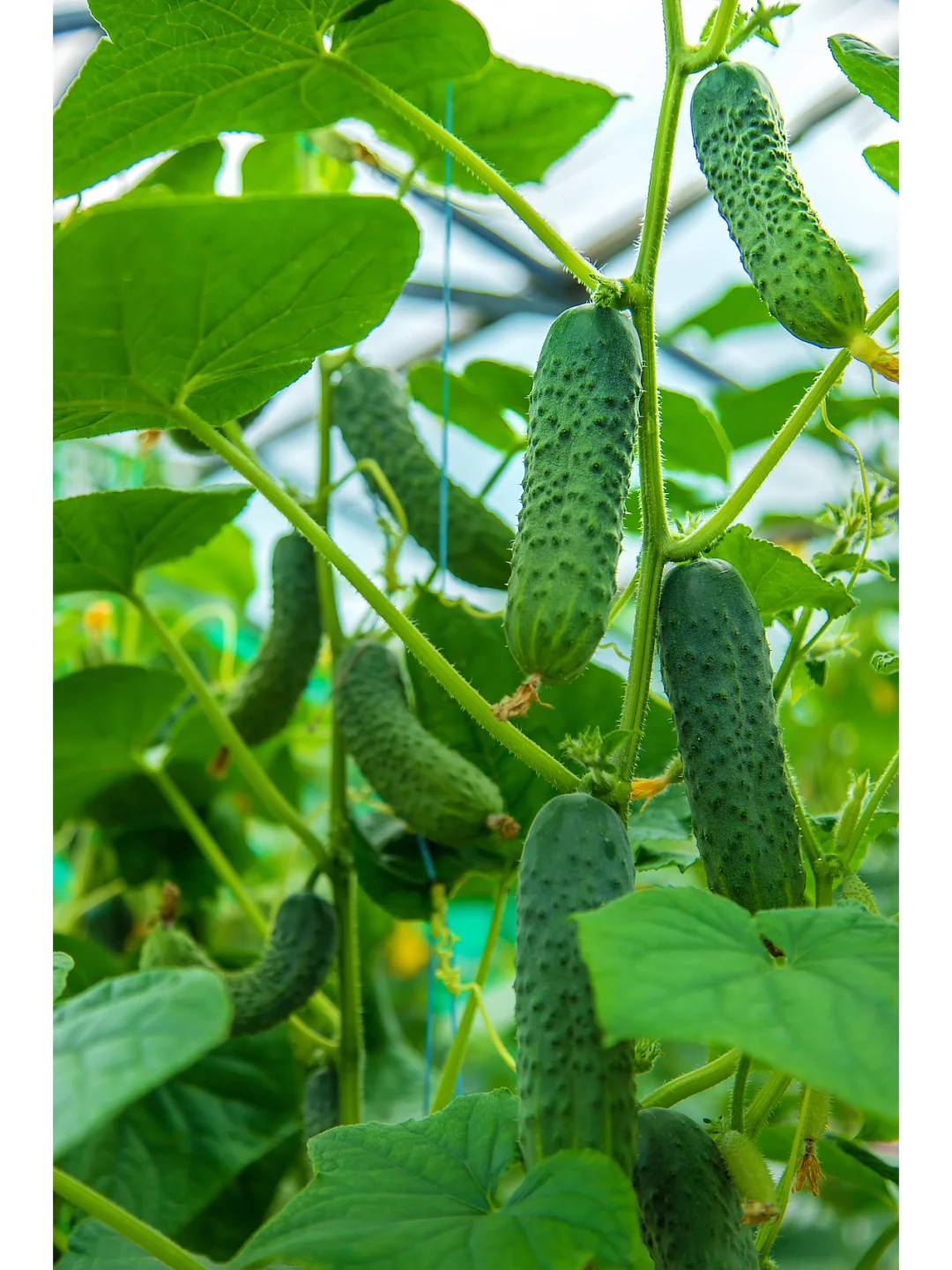 黄瓜种植：选种、选地、、整地、育苗、定植