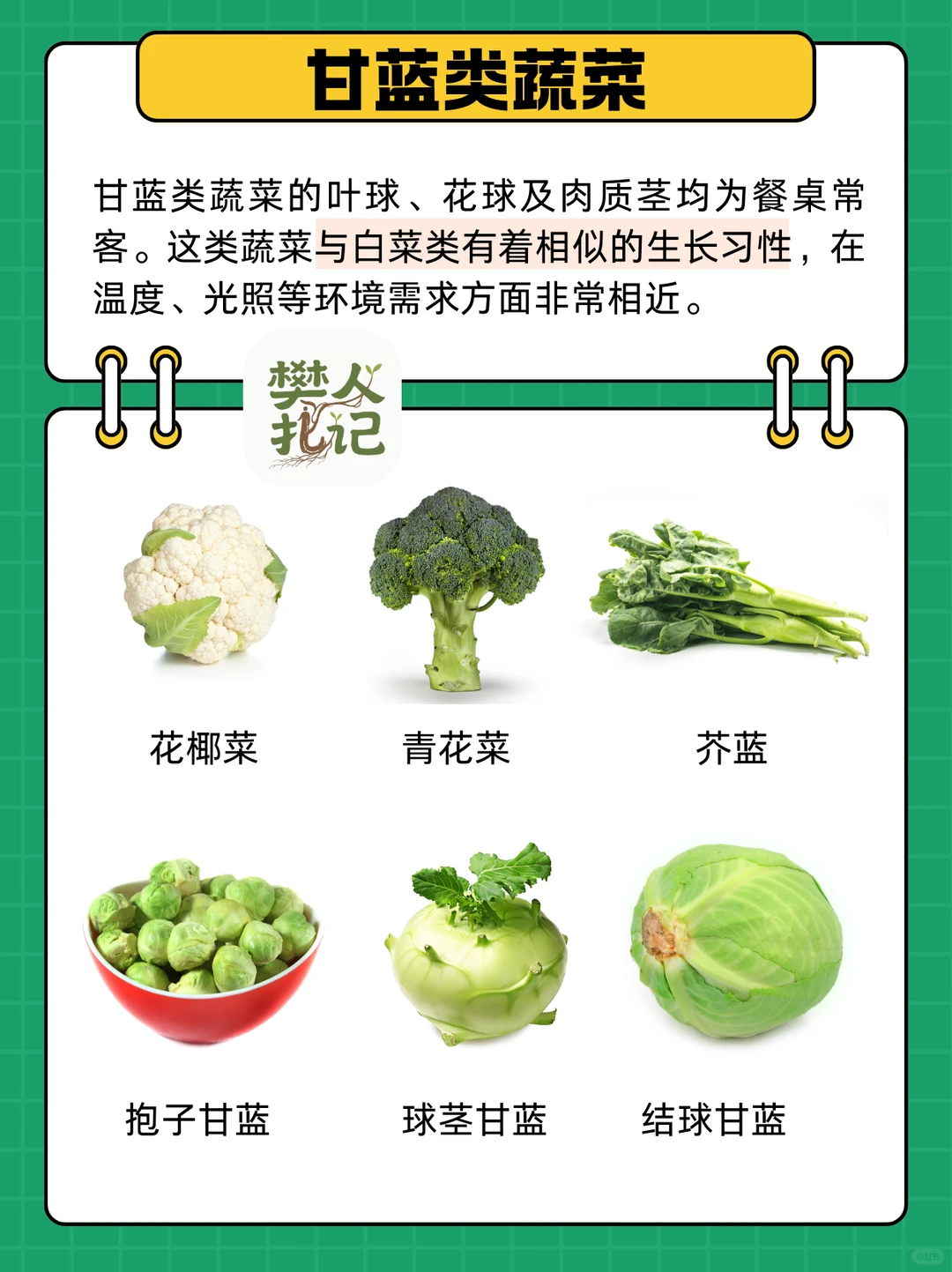 不知道种什么菜❓蔬菜清单看这里（上）