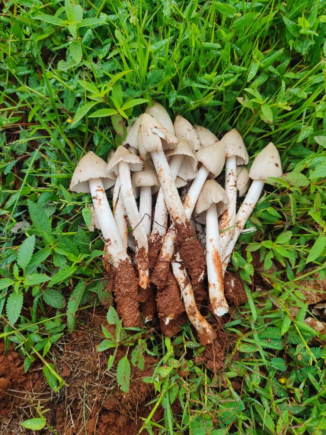 这些年种植菌类的心酸与苦辣,只有其中人懂